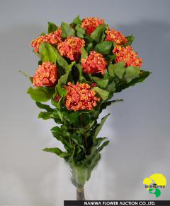 Ixora chinensis Santanka.jpg